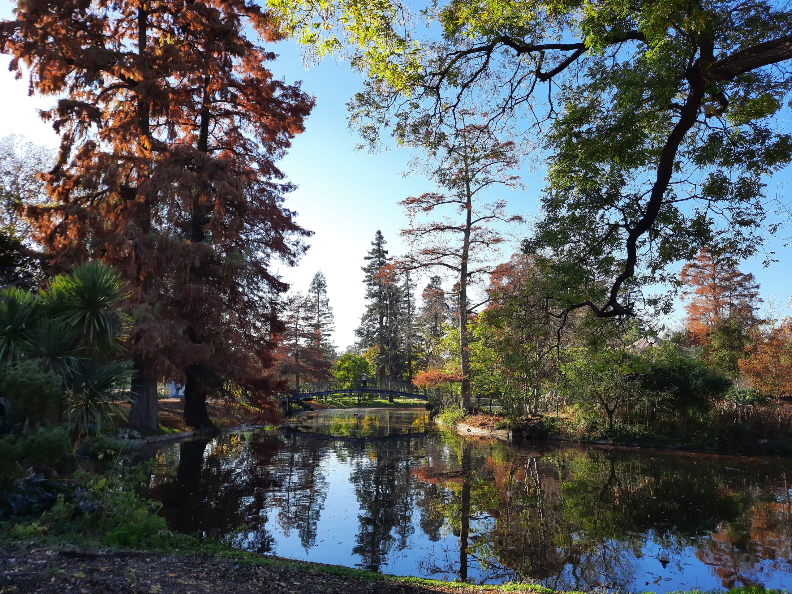 Photographie d'un parc avec un plan d'eau. Reflet d'un pont de d'arbres dans l'eau.