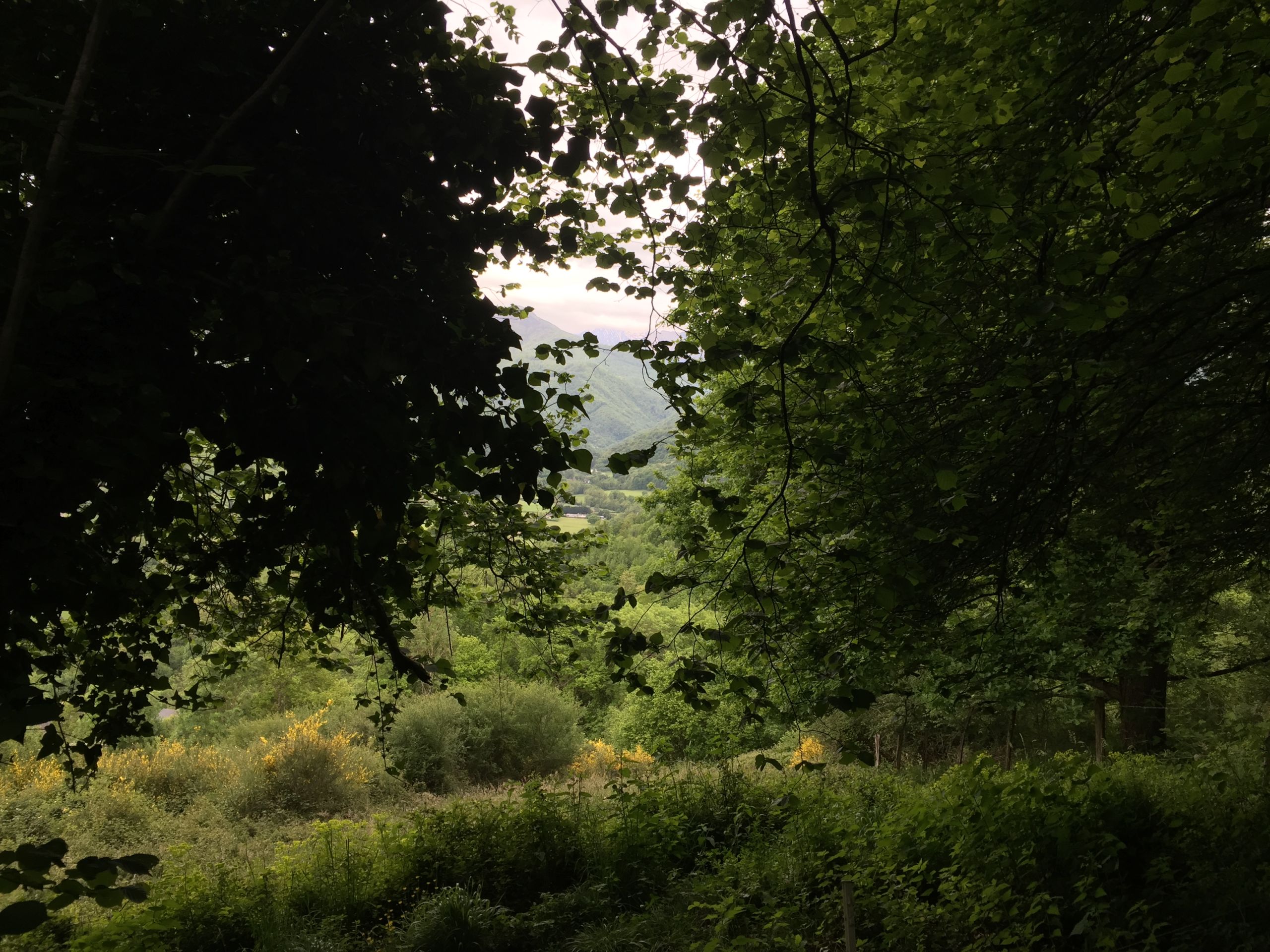 La dense forêt du Couserans